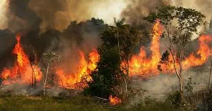 अमेजन वर्षा वनों पर संकट