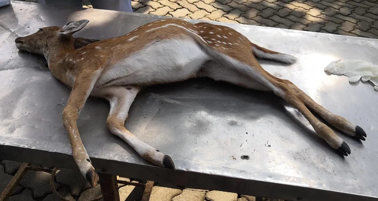 शिवसेना सांसद की कार ने संजय गांधी नेशनल पार्क में हिरण को कुचला