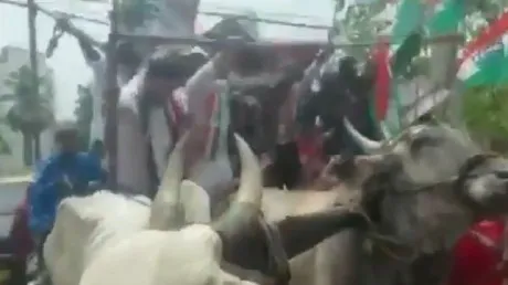 मुंबई में तेल की कीमतों के खिलाफ प्रदर्शन के दौरान बैलगाड़ी टूटी, नीचे गिरे कांग्रेस के कार्यकर्ता