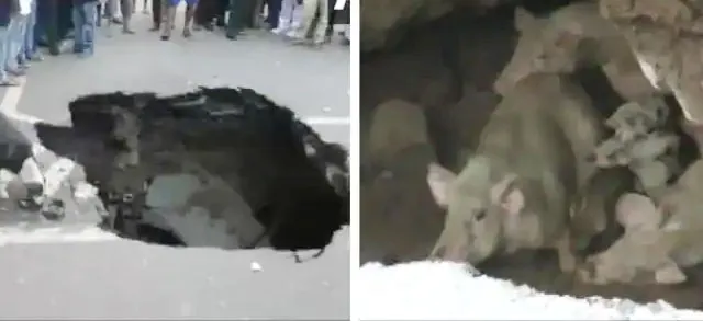 मुंबई : गड्ढे में तब्दील सड़क सुअरों का नया आशियाना, सोशल मीडिया पर यूजर्स बोले- मुंबई में सुअर अंडरग्राउंड रहते हैं