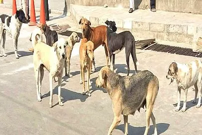 चार साल के बच्चे पर तीन आवारा कुत्तों ने किया हमला