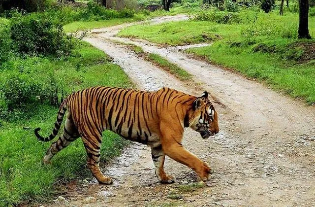 नागपुर :पर्यटकों के लिए बुधवार से खुलेंगे विदर्भ क्षेत्र के बाघ अभयारण्य