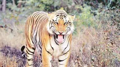पालघर में आदिवासी महिला बाघ के हमले में घायल
