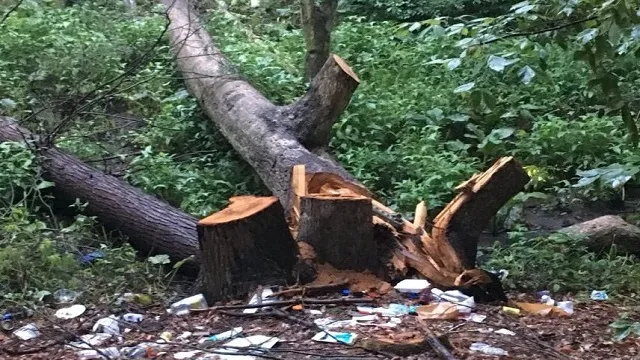 मुंबई में अवैध तरीके से पेड़ों की कटाई करते पकड़े जाने पर दंड भरने के साथ ही जेल की हवा भी खानी पड़ सकती है