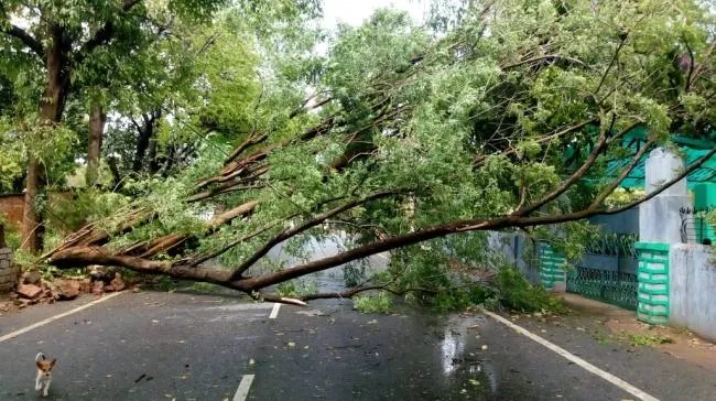 मानसून के दौरान पेड़ों से मुंबई के लोगों को खतरा,  BMC ने जगह-जगह लगाए सावधानी वाले पोस्टर...