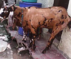 महाराष्ट्र में बकरों का निर्यात हुआ ठप… आधी हो गई कीमत…