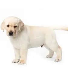 नवी मुंबई के पुलिस डिपार्टमेंट में शामिल हुआ दो महीने का लैब्राडोर, जल्द केस सुलाझने में करेगा मदद...