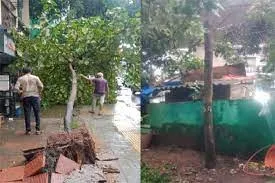 पश्चिमी उपनगर विलेपार्ले पूर्व में गिरे हुए पेड़ का पुनरोद्धार कर पुनर्रोपण...