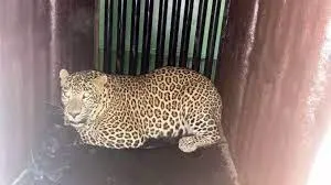 गोरेगांव के आरे कॉलोनी में डेढ़ साल की बच्ची का जान लेने वाला आदमखोर तेंदुआ पकड़ा गया