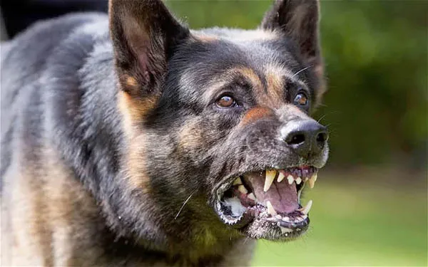 नोएडा में कुत्ते ने काटा तो 10 हजार जुर्माने के साथ इलाज का खर्च भी देगा मालिक, पालतू जानवरों के लिए नए नियम जानिए...