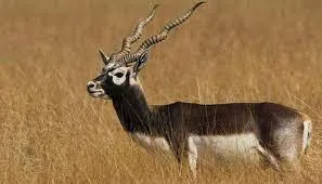 महाराष्ट्र के सोलापुर स्थित एक पुल से कूदने से 12 काले हिरणों की मौत... दो जख्मी