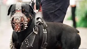 कुत्ते के मालिक को कोर्ट ने सुनाई 3 महीने की सजा