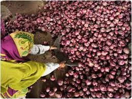 महाराष्ट्र के किसानों की मोदी सरकार से मांग...प्याज के सहीं दाम दिलाओ या तो करने दो सुसाइड!