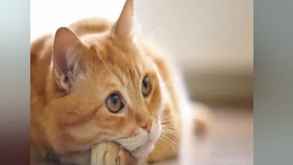 मुंबई के गिरगांव में वरिष्ठ नागरिक कील वाली छड़ी से करता था बिल्लियों पर अटैक... मामला दर्ज