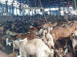 देवनार कत्ल खाने पर लगेंगे 300 सीसीटीवी 2 वीडियो वाल ,5 एल ई डी सक्रीन और 12 पीटी जेड कैमरा लगाया गया 