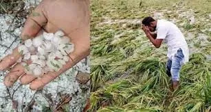 किसानों पर पड़ी बेमौसम बारिश और ओलावृष्टि की मार! कीमत जनता को भी भुगतनी पड़ेगी...