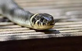 दक्षिण अफ्रीका के पायलट ने की इमरजेंसी लैंडिंग...11000 फुट की ऊंचाई पर उड़ रहे विमान की कॉकपिट में दिखा कोबरा