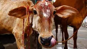 मवेशी ले जा रहे व्यक्ति को 'गौ रक्षकों' ने पीट-पीटकर मार डाला, छह लोग गिरफ्तार