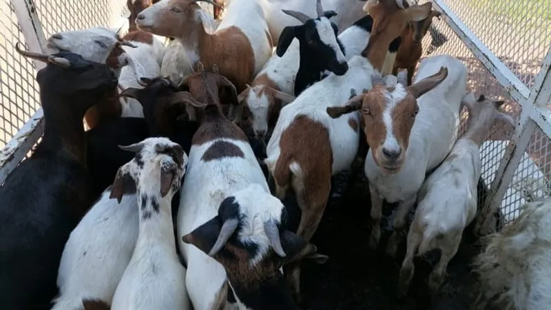 बकरी चोरी के मामले मीरा भयंदर-वसई विरार (एमबीवीवी) पुलिस के लिए बना सिरदर्द