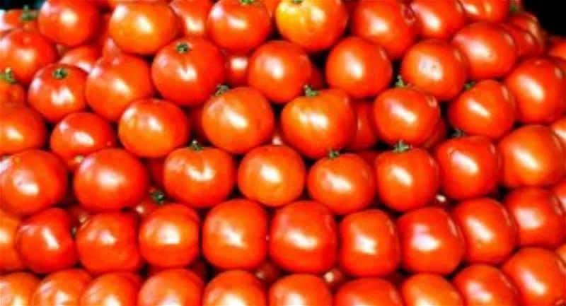भारत में टमाटर की कमी को पूरा करने के लिए नेपाल से टमाटर का लगातार निर्यात किया जा रहा