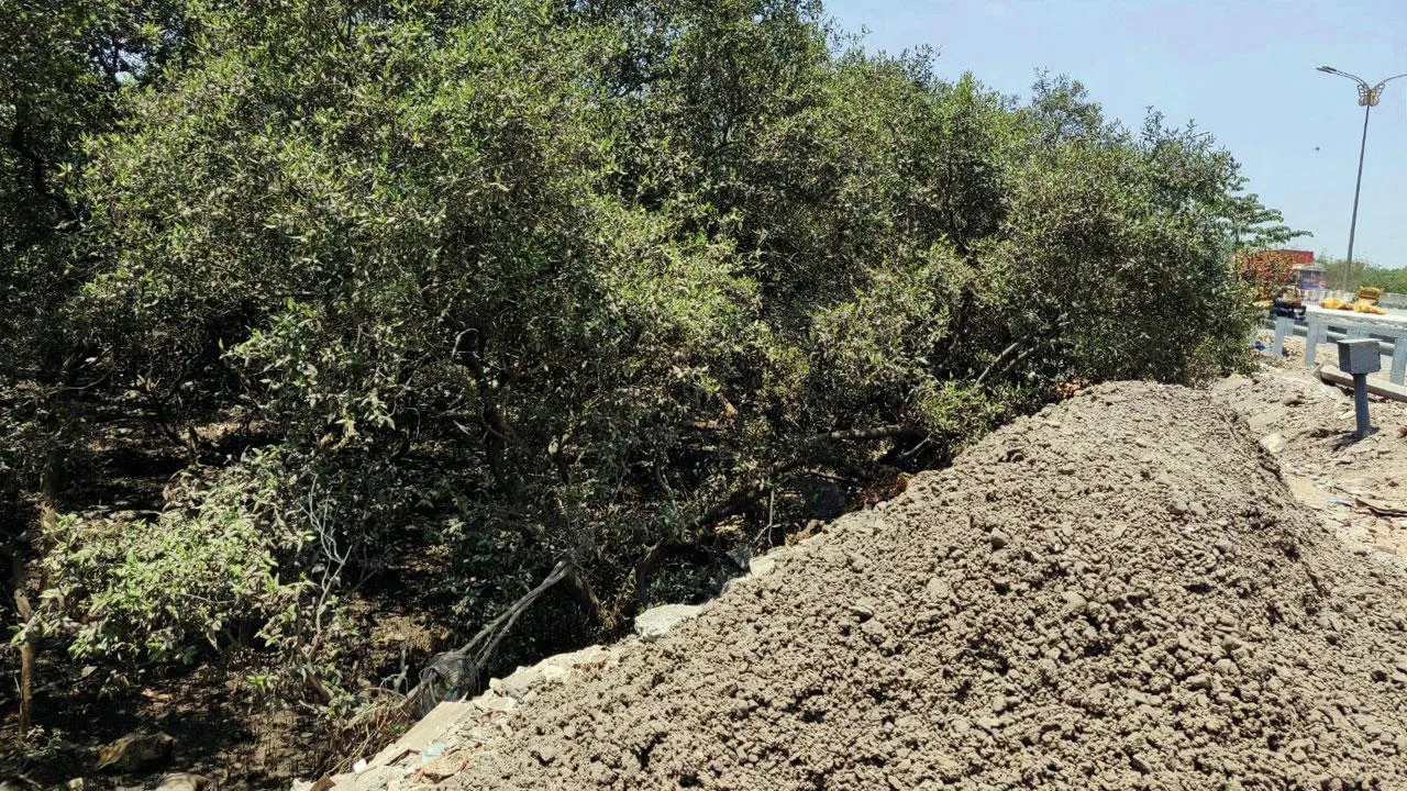सायन-पनवेल राजमार्ग के किनारे ठाणे खाड़ी में मलबे की अवैध डंपिंग से मैंग्रोव नष्ट हो रहे हैं