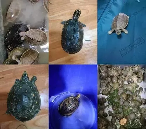 खुफिया निदेशालय ने 3 राज्यों में मारी रेड, 955 कछुए के साथ 6 लोगों को पकड़ा