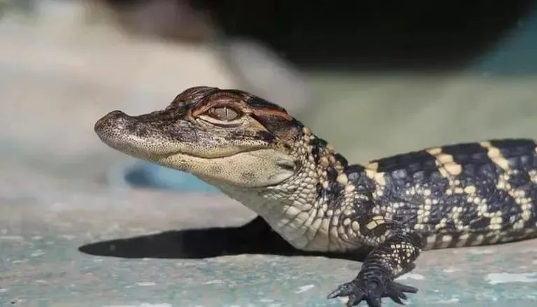दादर में स्विमिंग पूल में देखा गया दो फुट लंबा मगरमच्छ