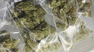 भिवंडी बना गांजा बिक्री का केन्द्र... 18 लोग गांजा पीते हुए गिरफ्तार