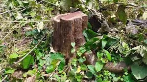 10 साल में 17 हजार पेड़ काटे गए...  विकास कार्यों में पेड़ों की हुई हत्या !