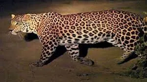 वसई किला इलाके में घूम रहा तेंदुआ... नागरिकों में डर, वन विभाग कर रहा है तलाश 