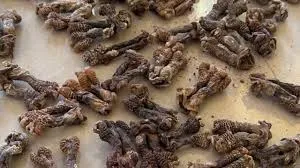 नासिक में डीआरआई ने वन्यजीव तस्कर को हिरासत में लिया