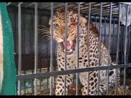 वसई किले में 25 दिनों के बाद वन विभाग को मिली सफलता... विभाग तेंदुए को कैद करने में सफल