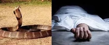 आरे मिल्क कॉलोनी में महिला की सर्पदंश से मौत !