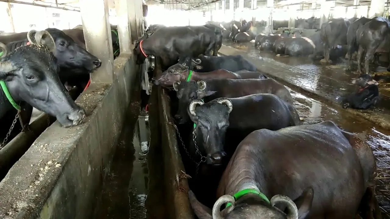 BMC बिना तैयारी के ही तबेलों को पालघर भेजने की बना रही योजना ... मुंबई में 59 लाइसेंस वाले तबेले, 204 बिना लाइसेंस के तबेले