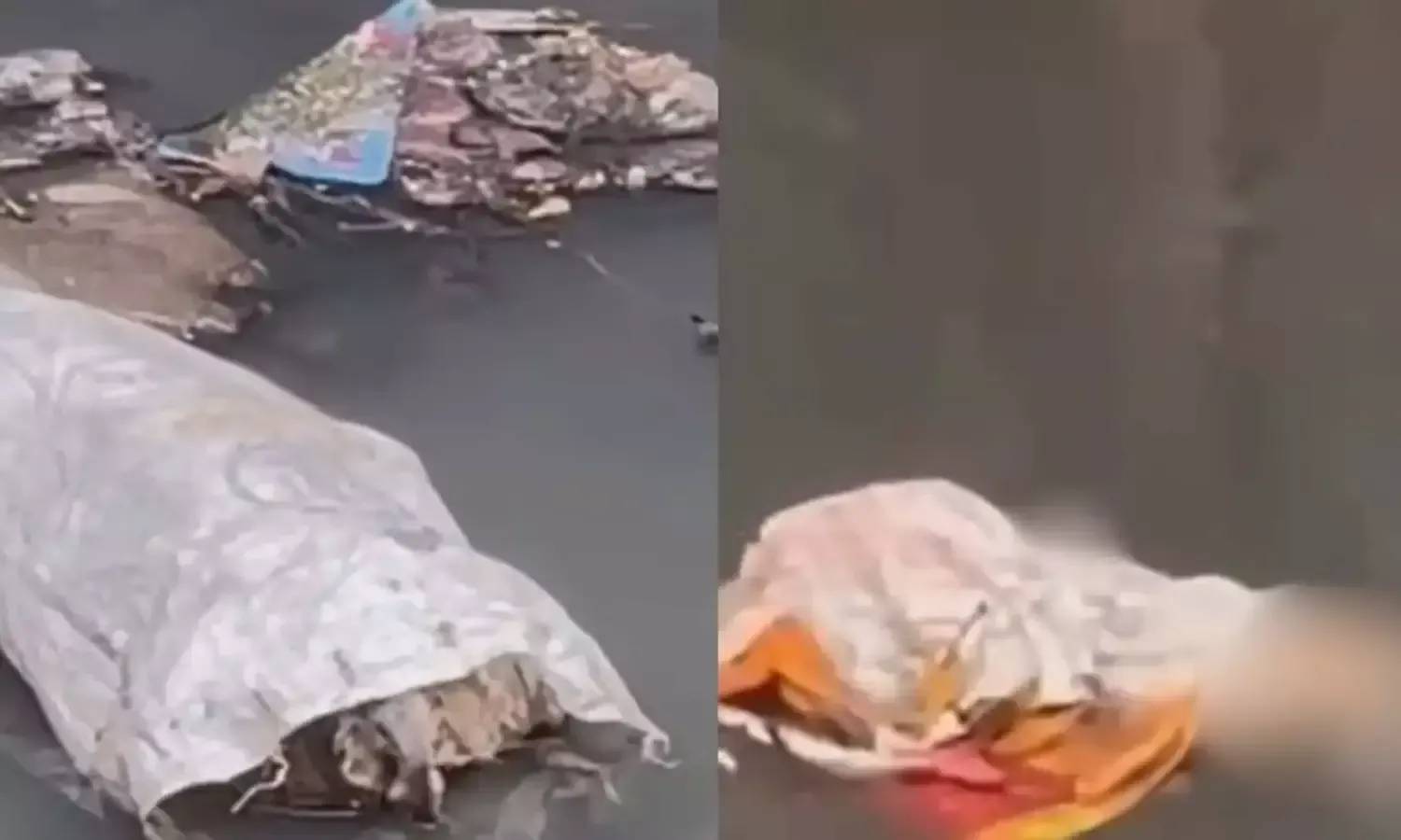 5 कुत्तों की निर्मम हत्या के विरोध में 17 नवंबर को पशु मोमबत्ती जलाकर विरोध प्रदर्शन