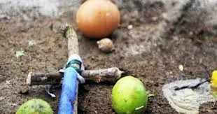 शिंदे गुट के प्रत्याशी की करतूत... जीत के लिए काले जादू का सहारा!