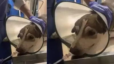 ओशिवारा के आवासीय परिसर में कुत्ते के भौंकने पर मार दी गोली; अज्ञात व्यक्ति के खिलाफ मामला दर्ज