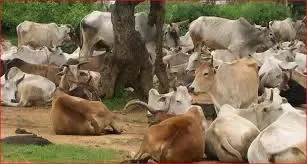 महाराष्ट्र में गौवध को लेकर एक सख्त कानून लागू करने का निर्णय