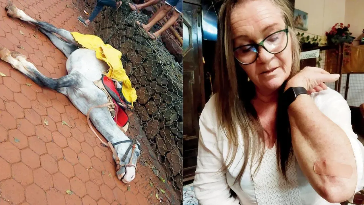 माथेरान : ढलानों पर पेवर ब्लॉक, घोड़ों का चलना मुश्किल; पैर मुड़ने से घायल 15 में से दो घोड़ों की मौत