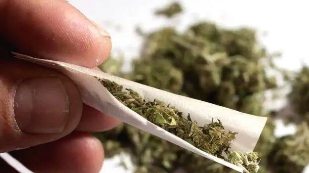 मुंबई: मेकअप आर्टिस्ट बैंकॉक से 9.72 करोड़ रुपये की हाइड्रोपोनिक वीड की तस्करी करने के आरोप में गिरफ्तार 