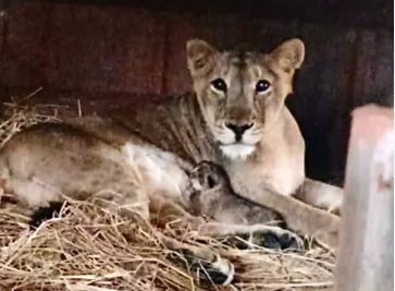 मुंबई के एसजीएनपी में 14 साल में पहली बार शेरनी ने दिया बच्चे को जन्म