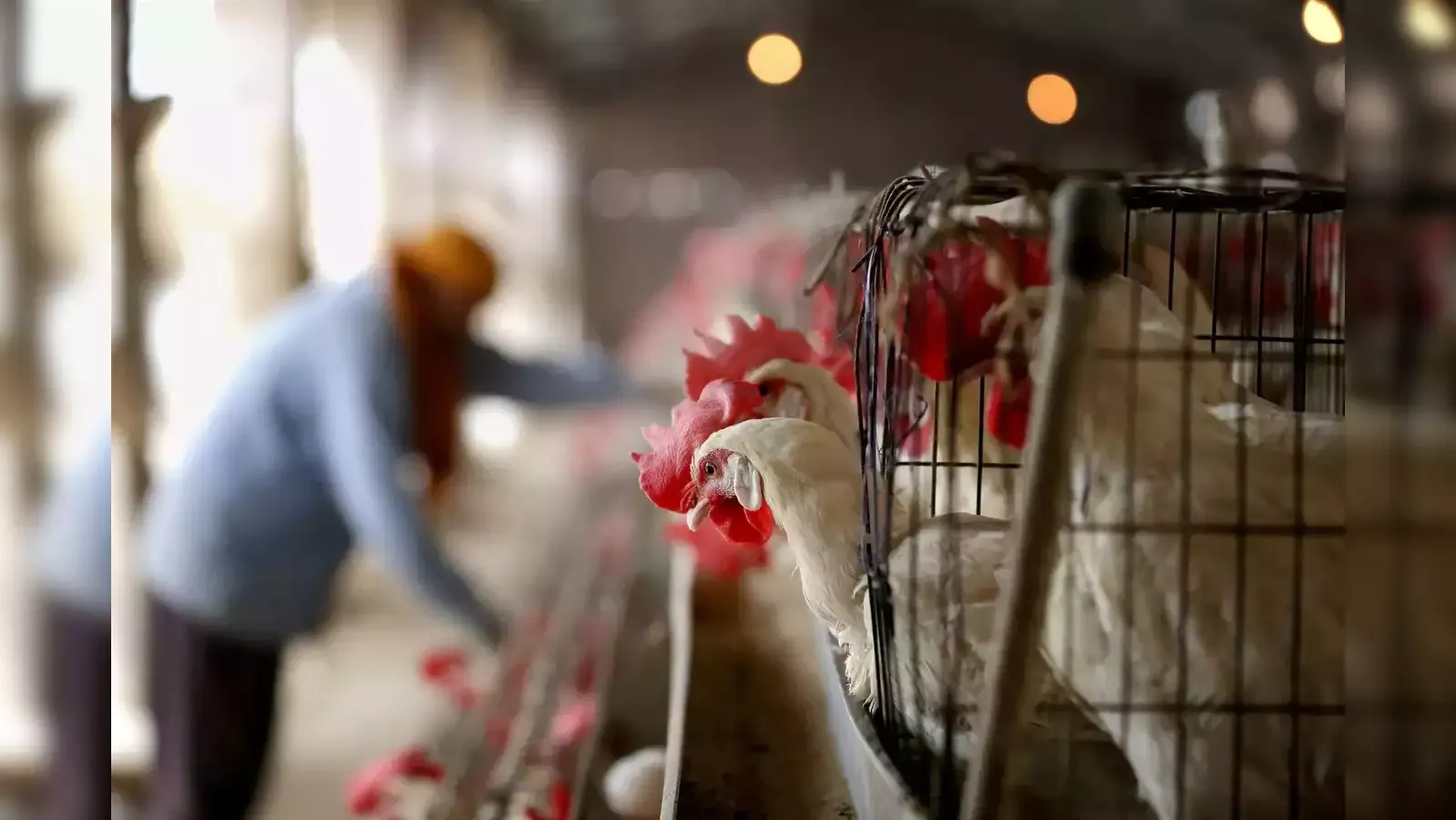 ठाणे : बर्ड फ्लू; मटन बेचने वाली दुकानों को 5 फरवरी तक बंद रखने का फैसला