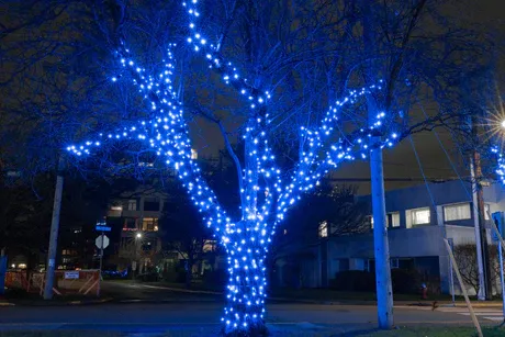 मुंबई: पेड़ के चारों ओर सजावटी रोशनी लपेटने पर होटल व्यवसायी के खिलाफ मामला दर्ज 