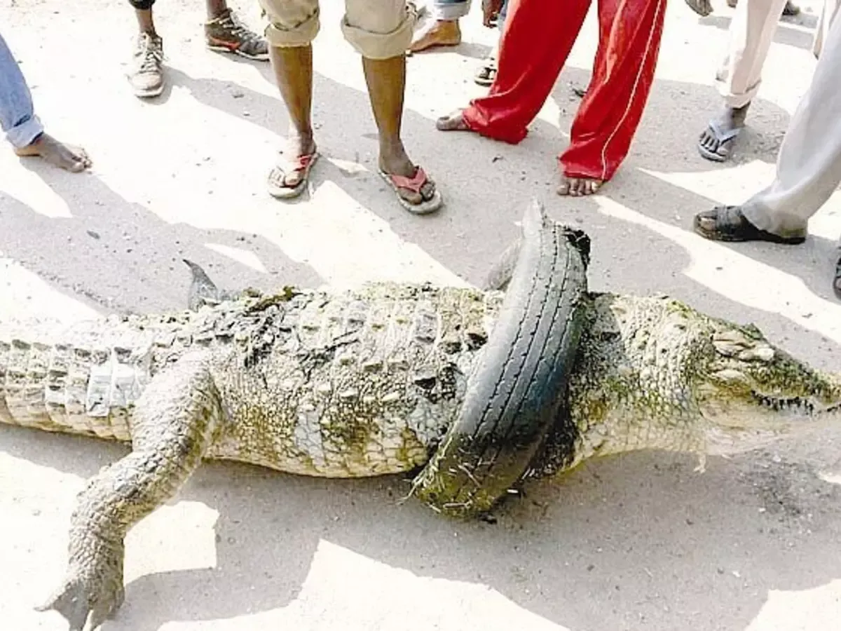 मुंबई: पवई परिसर में एक चौंकाने वाली घटना; मगरमच्छ सड़क पर