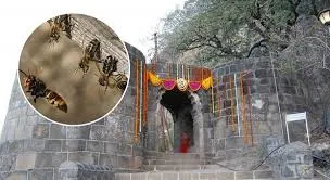 पुणे : ऐतिहासिक शिवनेरी किले में मधुमक्खियों के हमले से अफरा-तफरी मच गई
