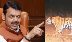 गडचिरोली जिले में बाघ के हमलों में मारे गए परिवारों को विशेष नुकसान भरपाई - मुख्यमंत्री फडणवीस 