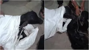 मुंबई: पशु तस्करों का पीछा किया और सात भैंस के बछड़ों को बचाया; काशीगांव पुलिस स्टेशन में एक प्राथमिकी दर्ज