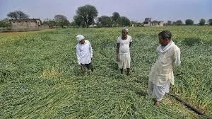  हिंगोली : बेमौसम बारिश से किसानों को खासा नुकसान