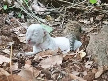 रत्नागिरी : जंगल के पास एक दुर्लभ तेंदुए का शावक देखा गया 