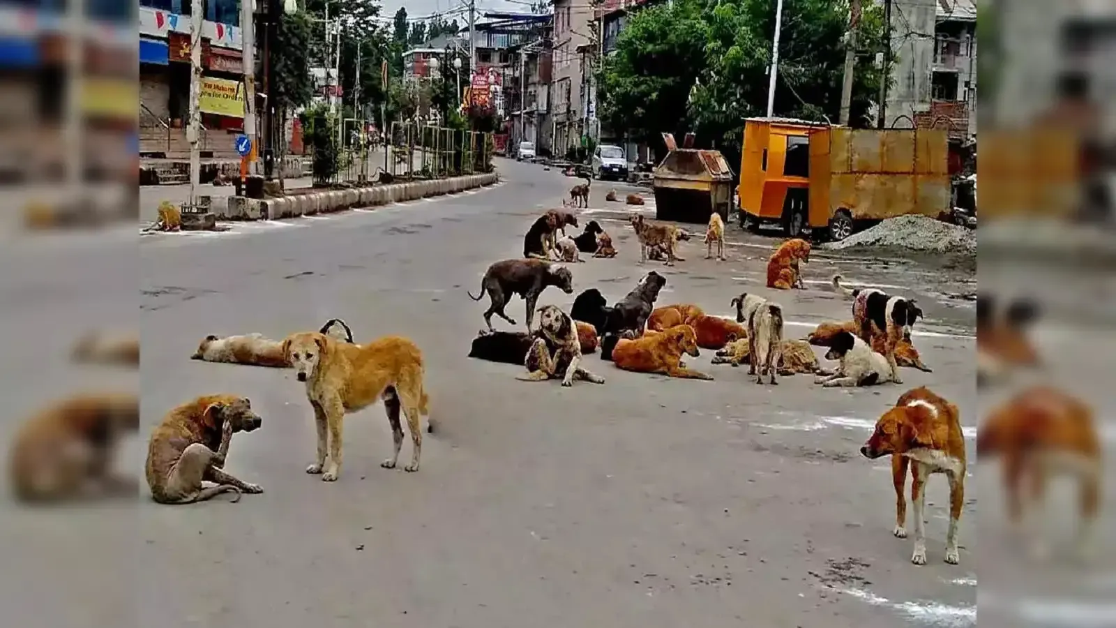 जालना : आवारा कुत्तों के झुंड ने 7 वर्षीय मासूम पर कर दिया हमला; बच्ची की मौत